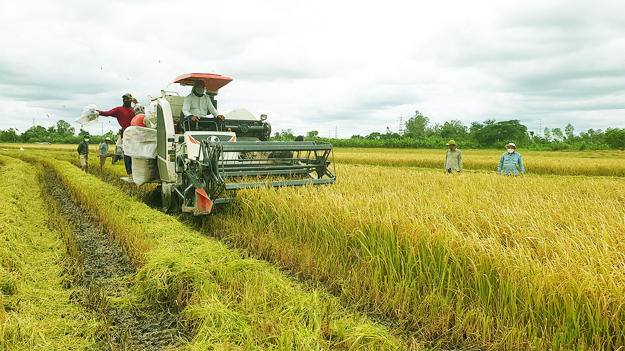 Hội đồng lúa gạo quốc gia sẽ là “trọng tài” giúp doanh nghiệp cạnh tranh lành mạnh, nông dân có lợi