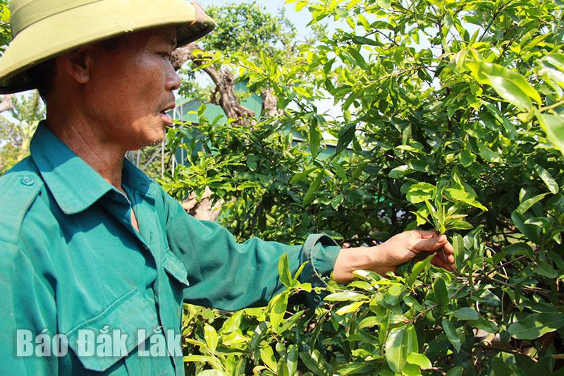 Làm nghề này, những lão nông ở Đắk Lắk vừa nhàn nhã “hái ra tiền”, vừa thỏa đam mê với hoa mai