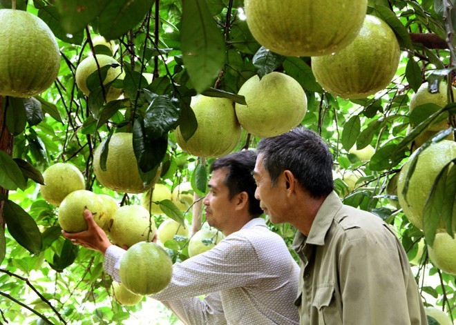 Lần đầu tiên, 7 loại nông sản của tỉnh Tuyên Quang được xuất khẩu sang Anh Quốc, là những sản phẩm nào?