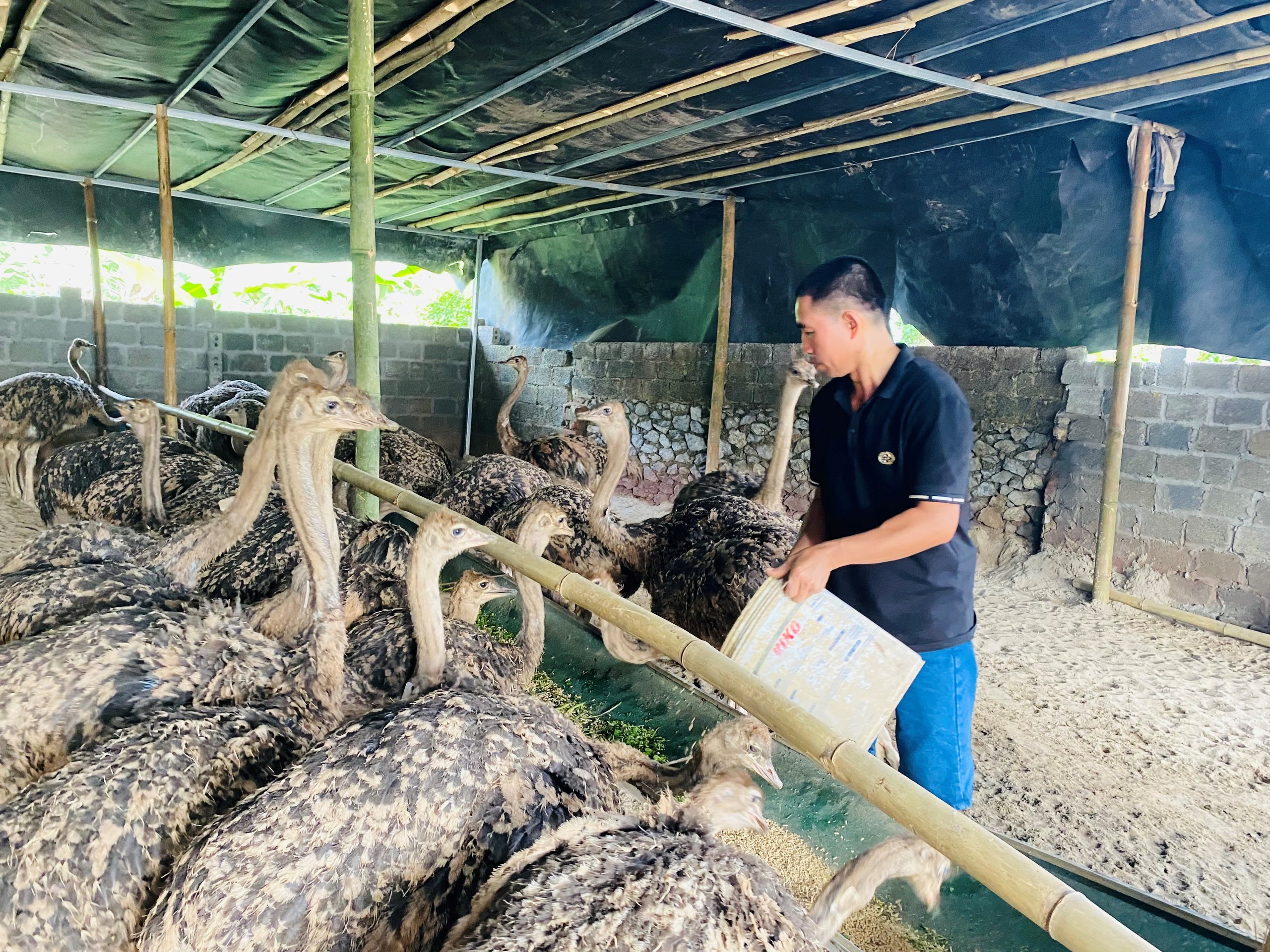 Loài chim khổng lồ là giống nhập ngoại, ông nông dân Hòa Bình nuôi như nuôi gà, hễ bán một con giống có tiền triệu