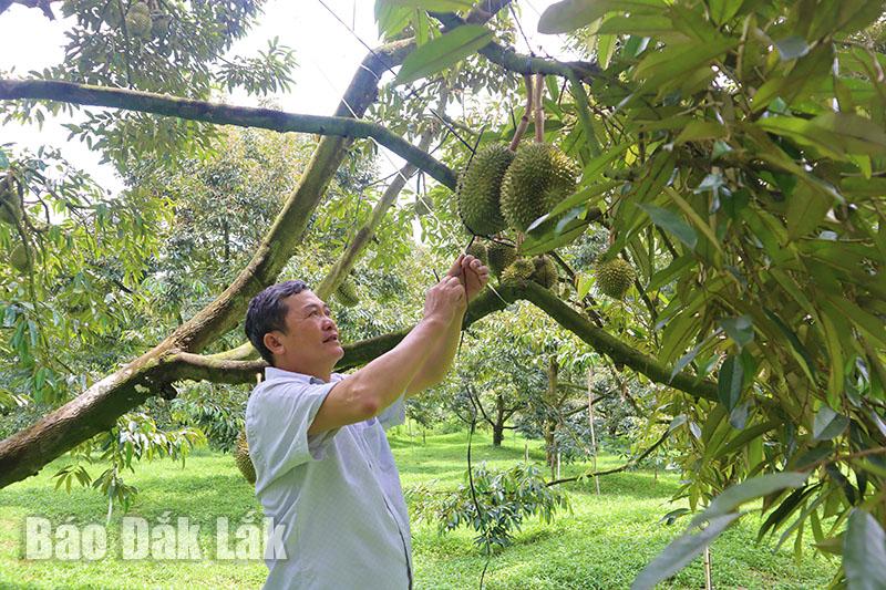 Mời tỷ phú sầu riêng Tiền Giang về dạy, ông nông dân Đắk Lắk thu hàng chục tỷ từ 500 cây “vua”