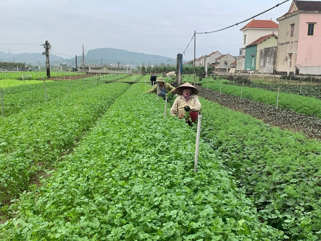 Một cánh đồng ở Nghệ An, dân trồng thứ rau gì mà “hễ xước tí da” là ra mùi thơm, nhổ lên là bán hết?