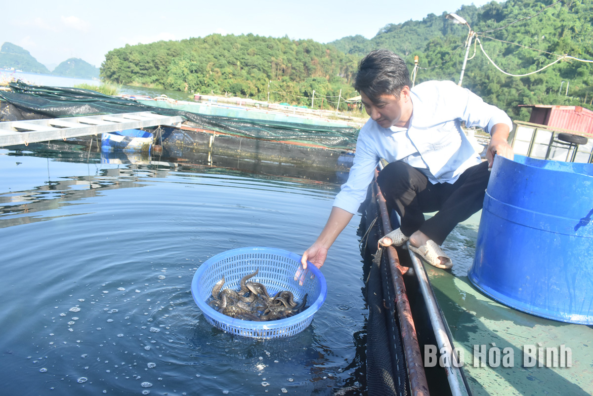 Một người Hòa Bình nuôi thành công loại cá ngon ví như nhân sâm nước, bán 400.000 đồng/kg