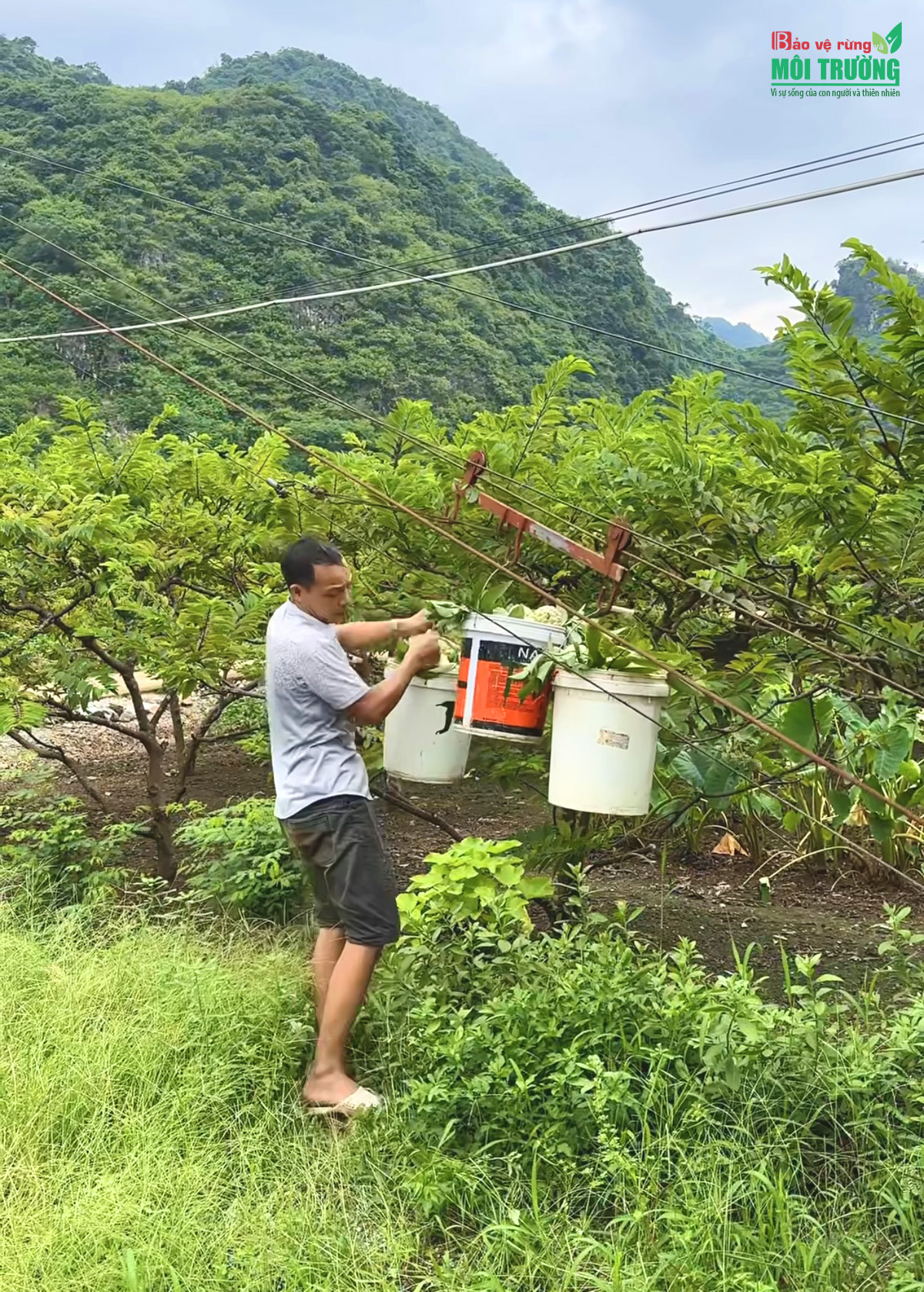 Na Chi Lăng: Thức quả “vàng” trên vùng núi đá vôi