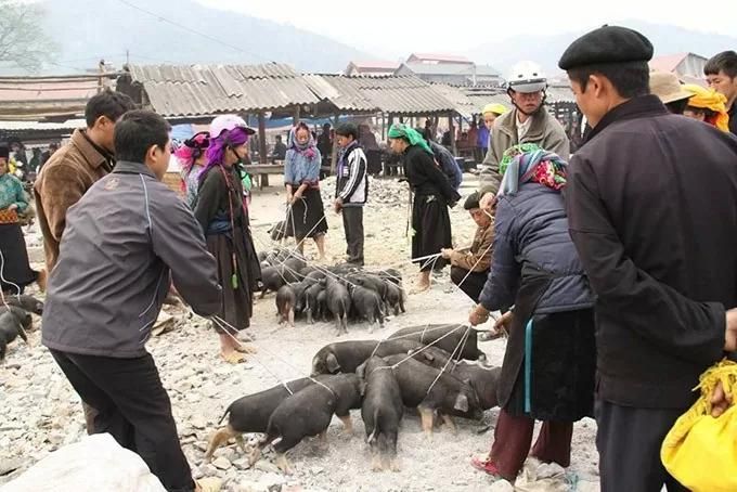 Nghe lợn cắp nách từ lâu nhưng mấy ai lý giải được cái tên thú vị đằng sau loại đặc sản của Lào Cai này