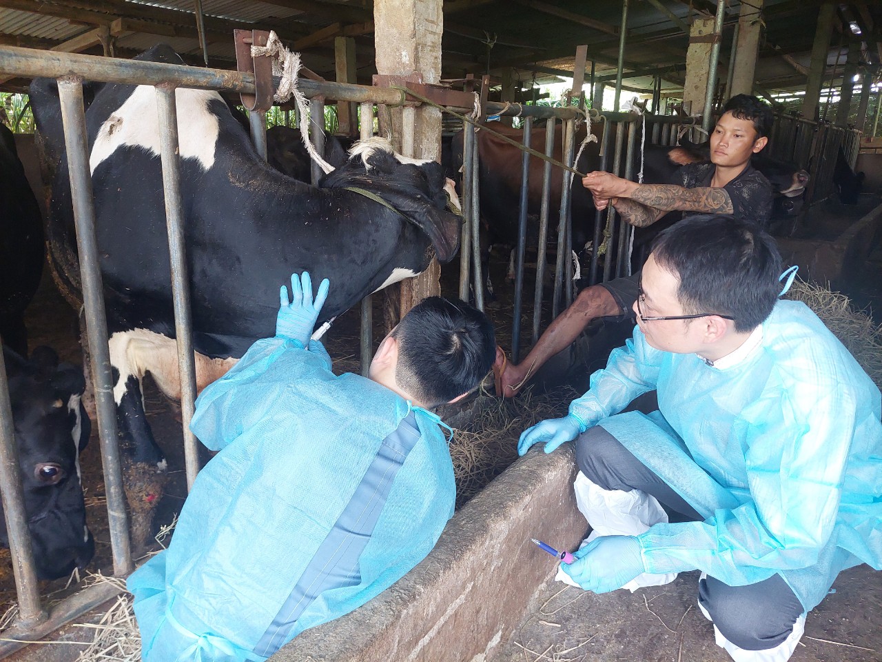 Nóng: Cục Thú y công bố nguyên nhân bước đầu khiến đàn bò sữa chết bất thường ở Lâm Đồng