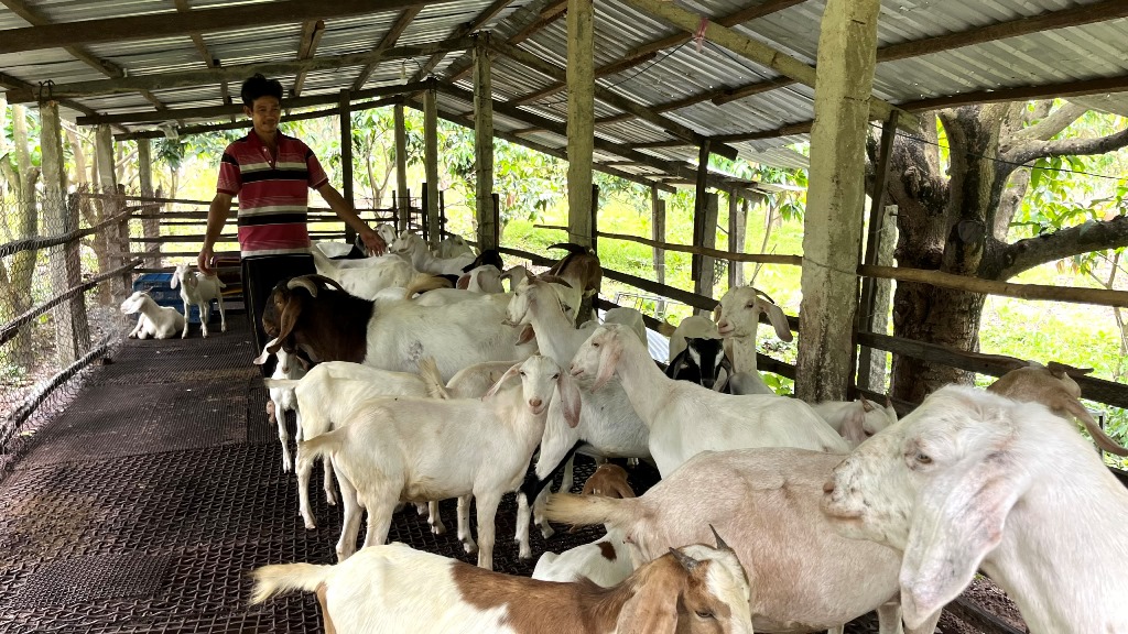 Nông dân người Khmer một xã khó khăn của tỉnh An Giang vượt khó, làm giàu