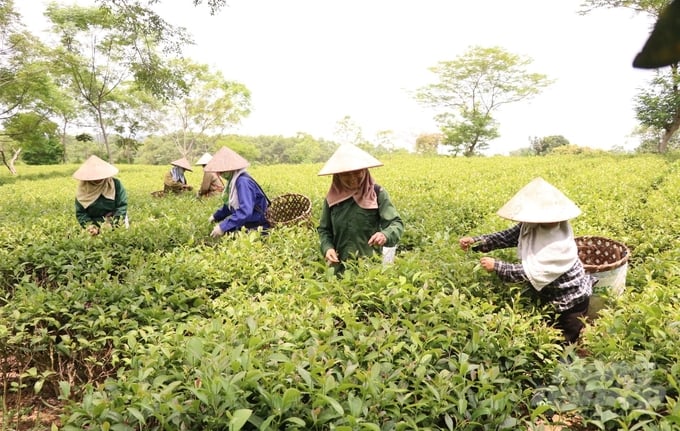 Nông sản hữu cơ dễ đạt tiêu chí sản phẩm OCOP