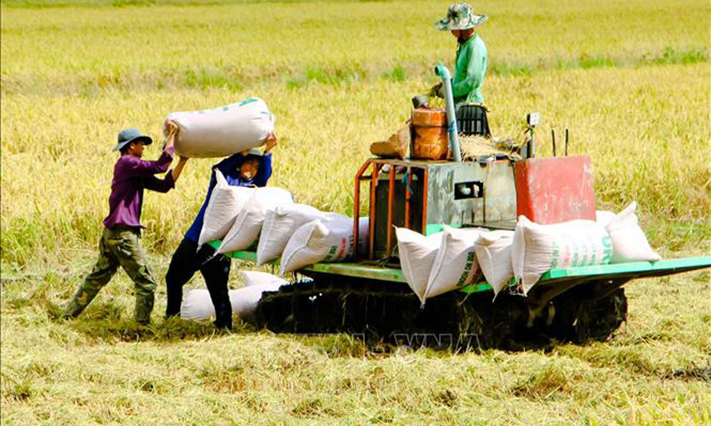 Chủ động vùng nguyên liệu: Tạo ưu thế cho xuất khẩu nông, lâm sản