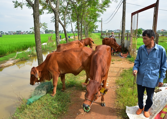 Nuôi bò sinh sản, giá bê hạ vẫn lãi lớn