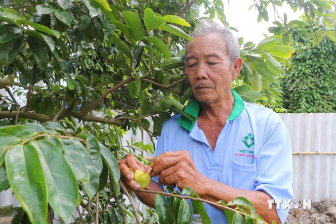 Ở một nơi trũng phèn của Sóc Trăng, dân trồng loại cây này, ra trái ngon, to bự thế này đây