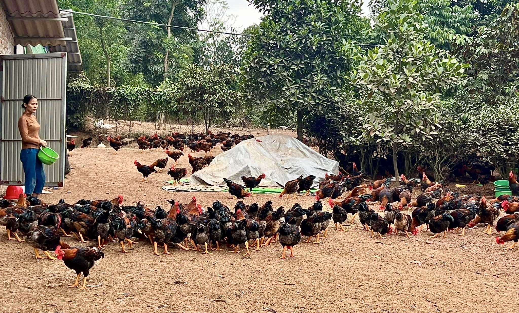 Phú Thọ: Năm đầu nuôi gà thịt lông màu an toàn sinh học, nông dân lãi ngay 300 triệu