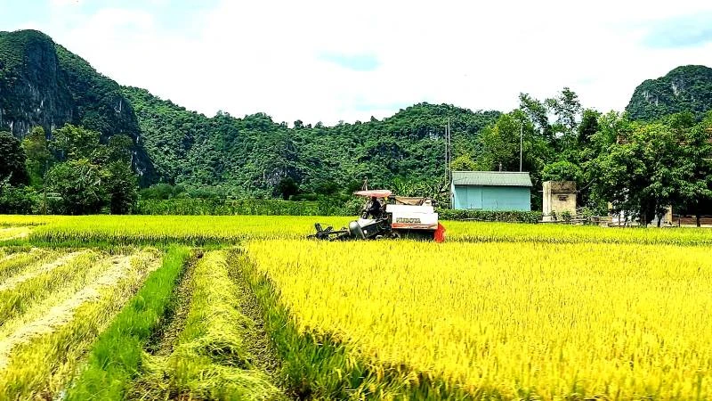 Quảng Bình: Lúa vụ hè thu được mùa, giá bán cao