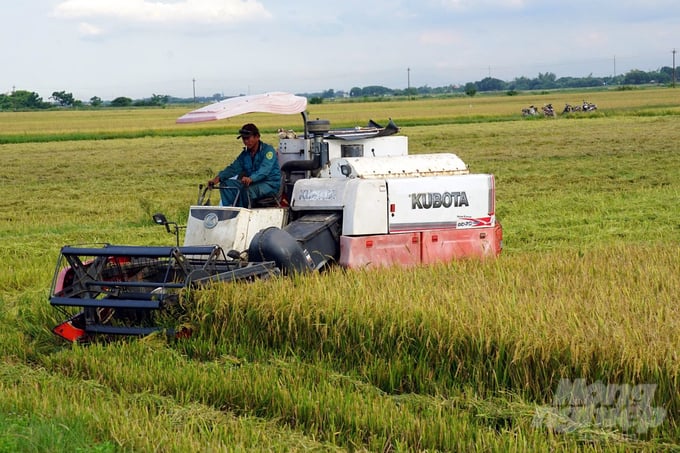 Quảng Trị: Lúa hè thu được mùa, được giá