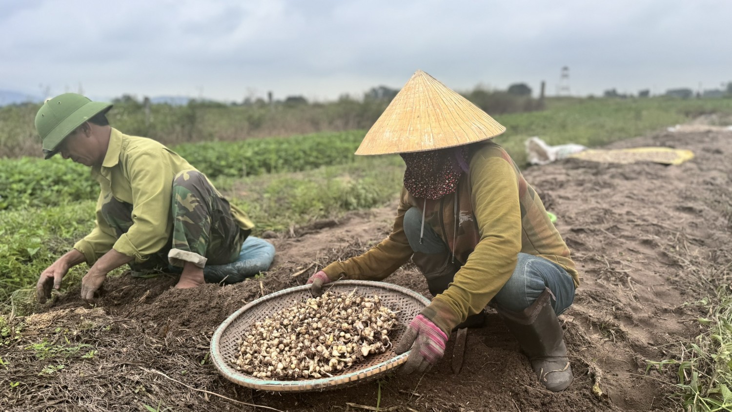 Ruộng ở một nơi của Hà Tĩnh, ngỡ dân trồng rau thơm, ai ngờ nhổ lên toàn củ bé tí, thơm nức, bán hết veo