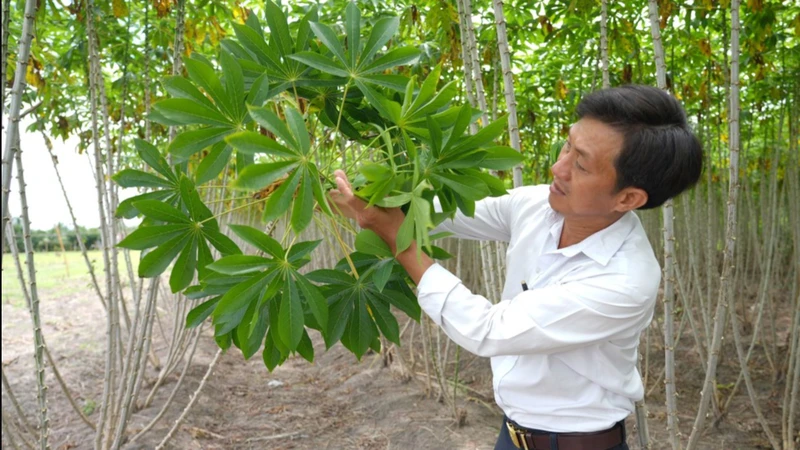 Sớm nghiên cứu, đưa các giống sắn kháng bệnh khảm lá vào sản xuất