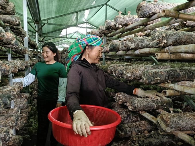 Tận dụng khí hậu mát để trồng nấm hương ngoài trời