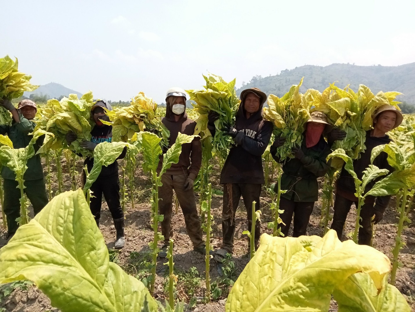 Tăng thuế thuốc lá đột ngột, nông dân vùng nguyên liệu sẽ chịu tác động như thế nào?