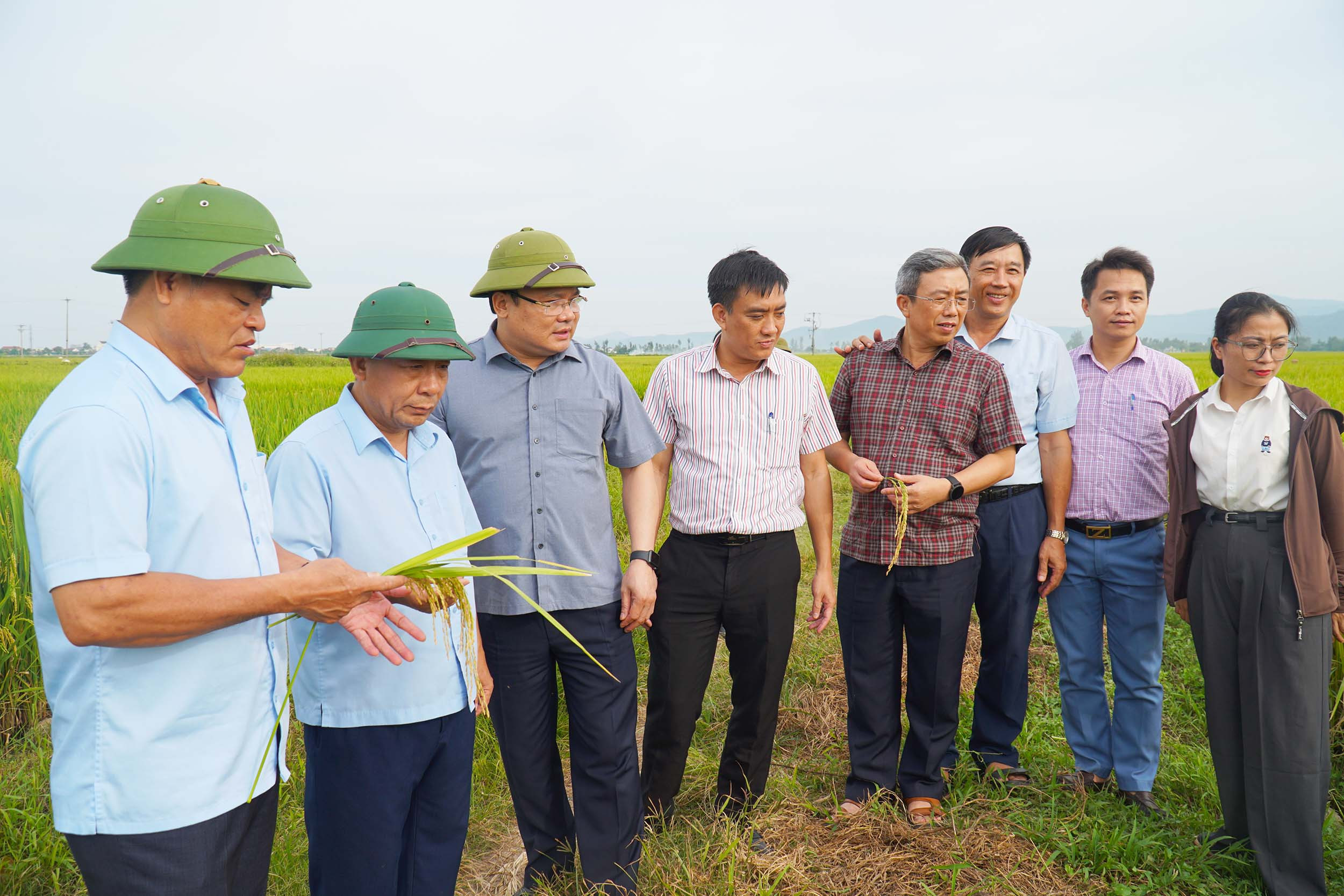 Tập trung thu hoạch nhanh gọn lúa hè thu, né tránh thiên tai