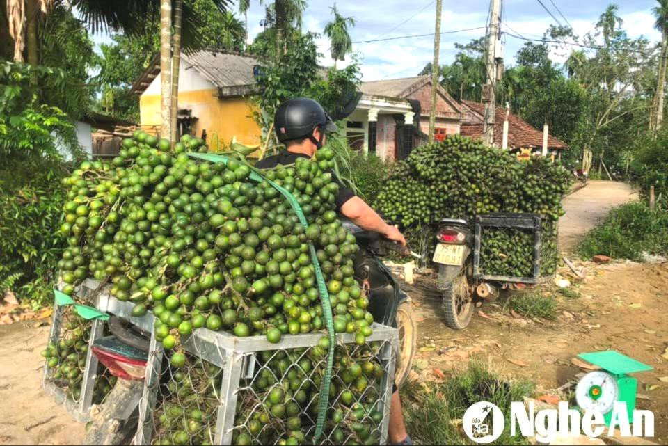 Thương nhân Trung Quốc ráo riết thu gom, giá thứ quả hay trồng quanh ngõ ở Nghệ An tăng gấp 10 lần năm ngoái