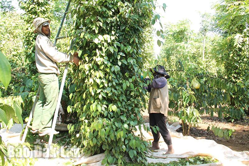 Tít mù “trồng-chặt”, lại rộ chặt cây “nữ hoàng quả khô” trồng cây tiền tỷ, doanh nghiệp ở Đắk Lắk lo điều này