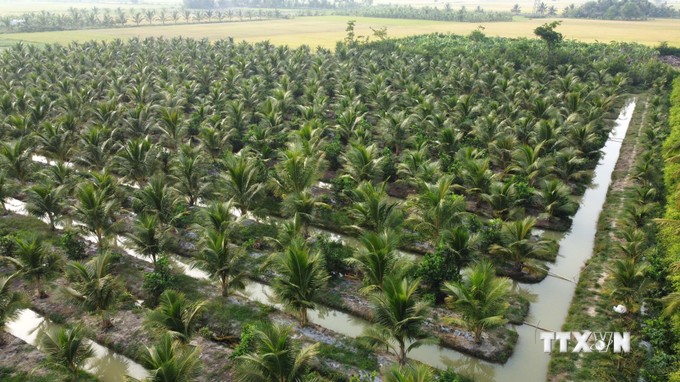 Toàn tỉnh Trà Vinh có 9 vùng trồng dừa sẵn sàng mọi điều kiện cho xuất khẩu trái tươi sang Trung Quốc