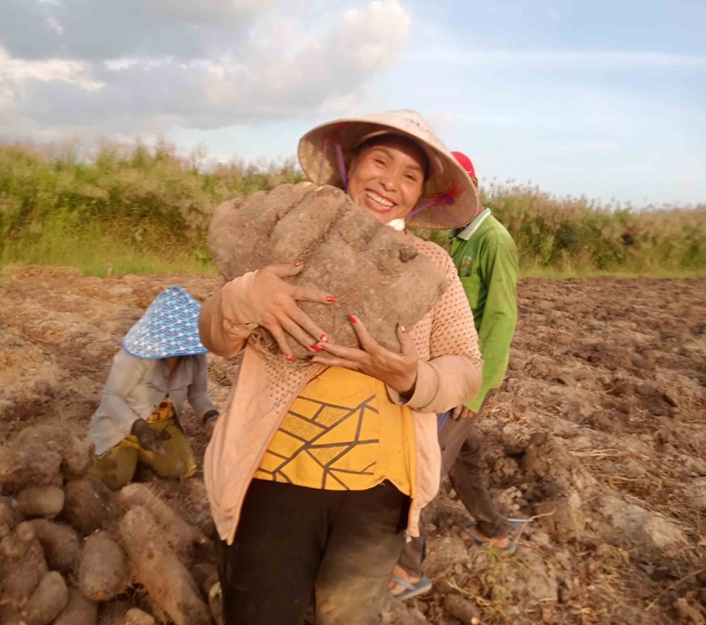 Trồng loại dây leo loằng ngoằng như cây dại, nông dân nơi này đào bật lên củ to bự thế này đây, xếp la liệt