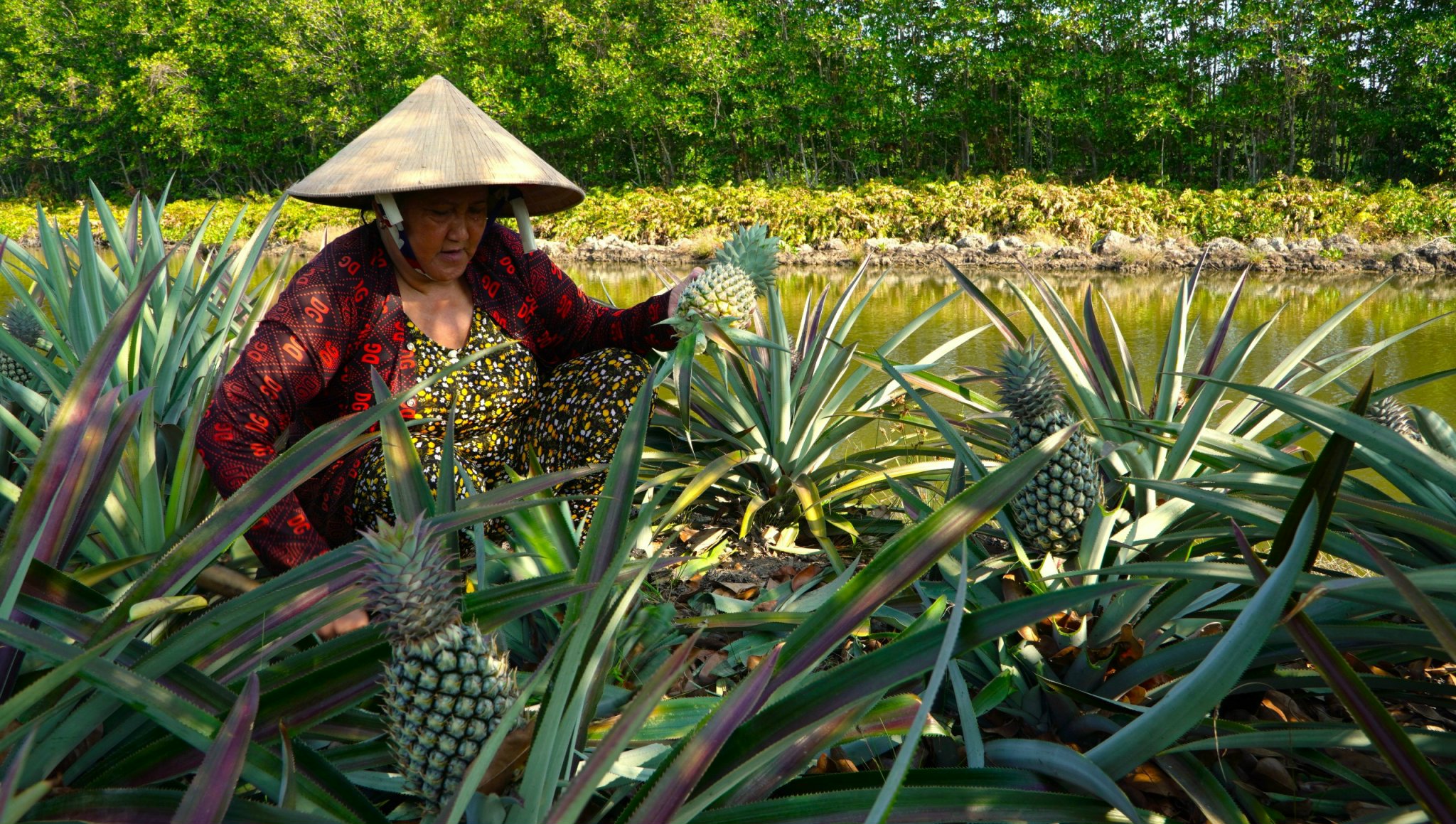 Trồng loại trái gai góc đầy mình trên vùng đất mặn, nông dân ở Cà Mau thu về “quả ngọt”