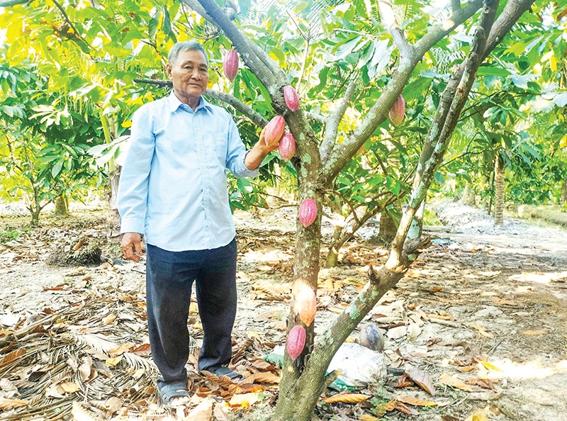 Trồng thứ cây ra trái to bự trên thân, ông nông dân Vĩnh Long hễ bẻ là bán hết veo