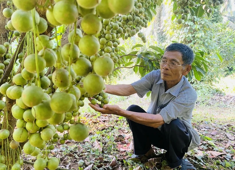 Tỷ phú nông dân ở Bình Định trồng tiêu leo cây dừa, trồng xen canh cây đặc sản, nhận Bằng khen của Thủ tướng