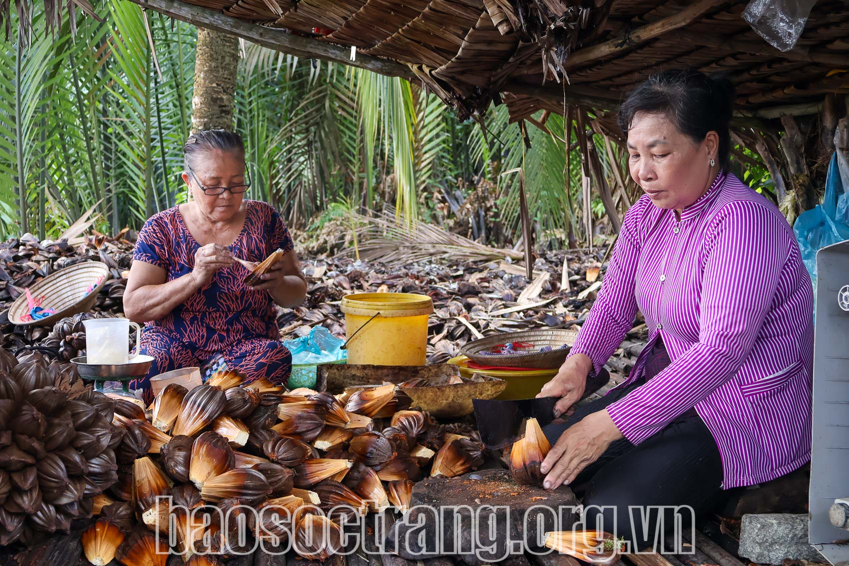 Vô tình uống ly dừa nước ở thành phố, chị gái Sóc Trăng giúp cả ấp kiếm tiền dễ dàng