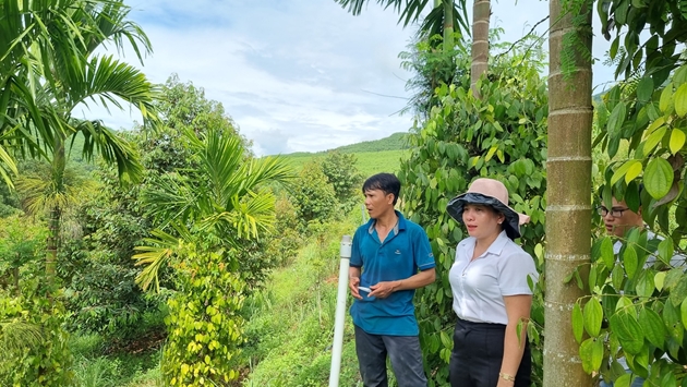 Vùng gò đồi Tổ Đỉa ở Quảng Ngãi, anh nông dân trồng sầu riêng, hồ tiêu, được lãnh đạo huyện đến thăm