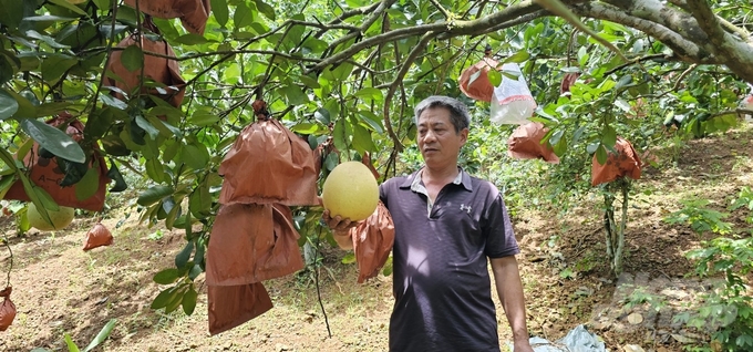 Vườn bưởi Luận Văn như khu du lịch sinh thái