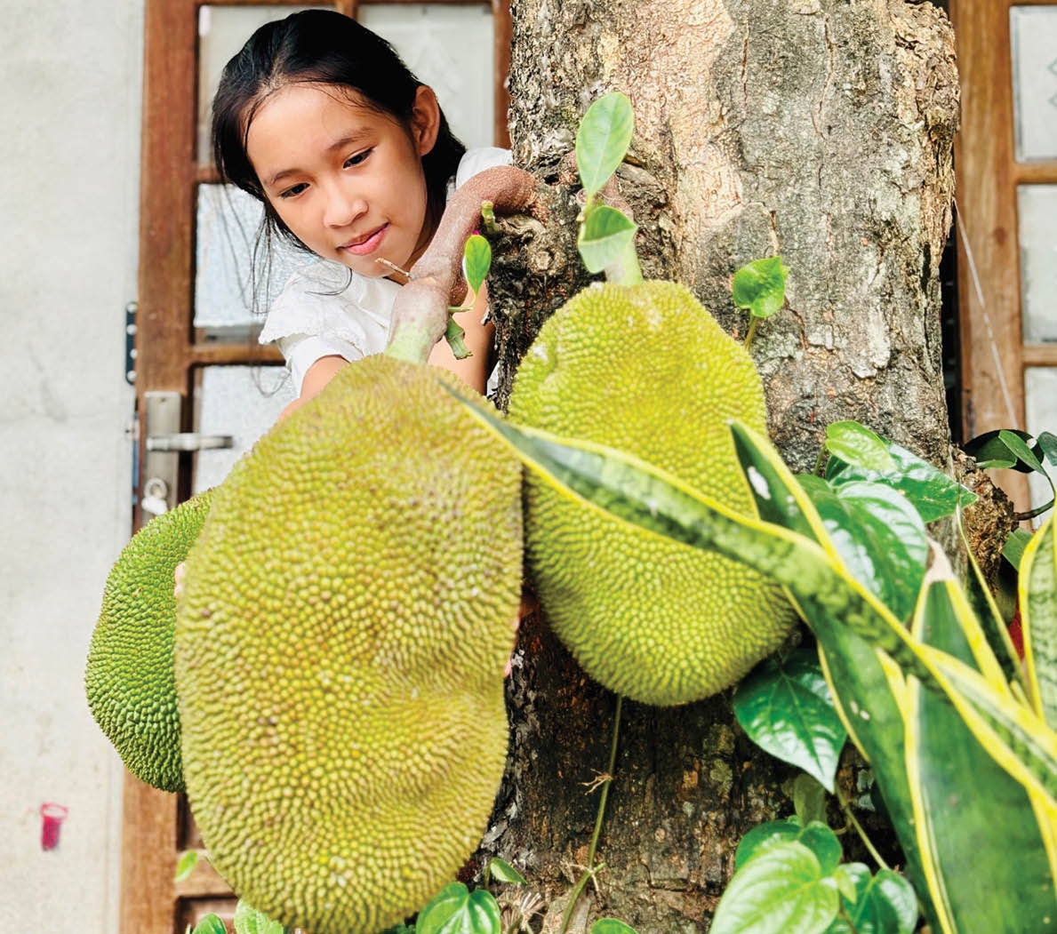 Vườn ở Huế thường trồng loại cây ra trái to bự, múi quả chín thơm khắp làng, cắn ngập chân răng ra mật ngọt