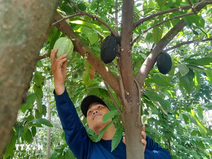 Bình Phước: Trồng cacao xen dưới tán cây điều, càphê mang lại hiệu quả kinh tế