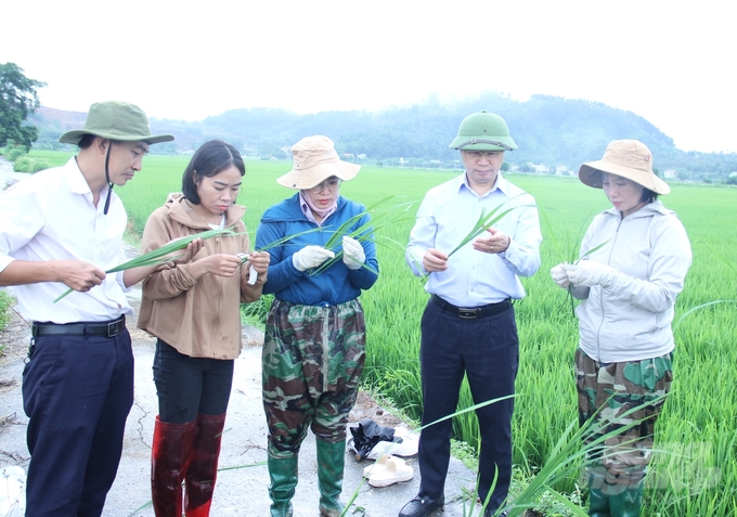 Cẩn trọng bùng phát sâu bệnh hại sau bão số 3