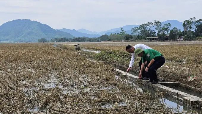 Cảnh giác với sâu bệnh hại trên lúa sau mưa lũ