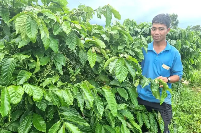 Đẩy mạnh tái canh, nâng tầm giá trị cà phê