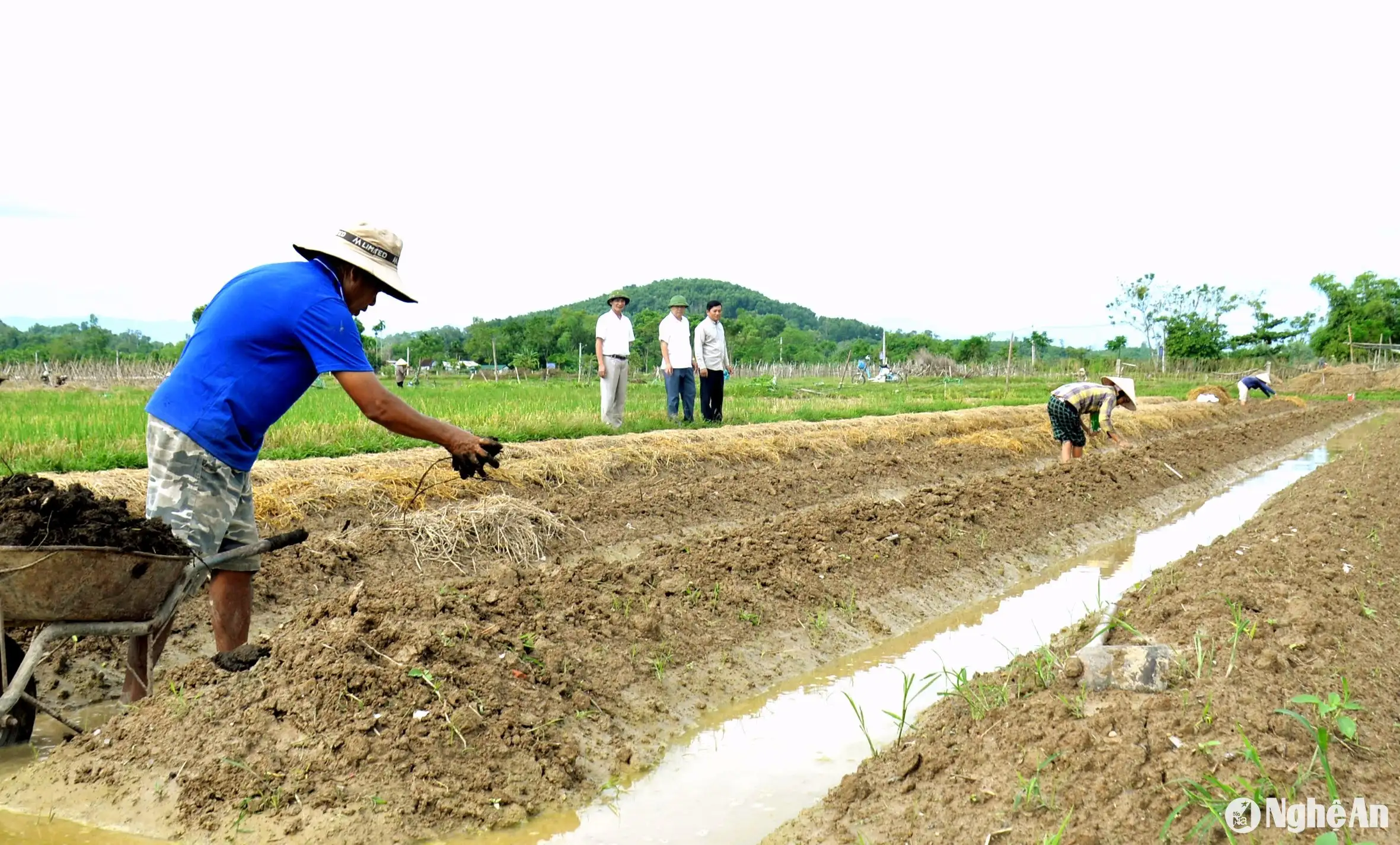 Đến giữa tháng 9, Nghệ An đã gieo trồng gần 5.000 ha cây vụ đông