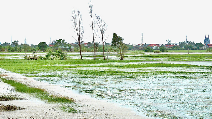 Gần 23.000 ha lúa tại Thái Bình, Nam Định bị ảnh hưởng