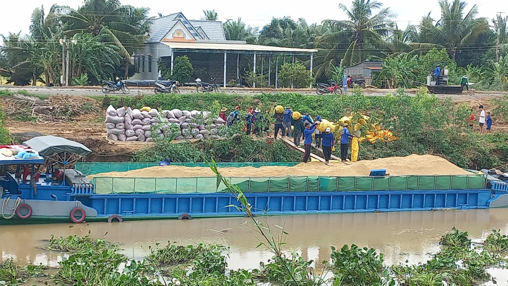 Giá lúa đang tăng cao nhưng nhiều nông dân Long An không được hưởng lợi vì đã trót bán hế