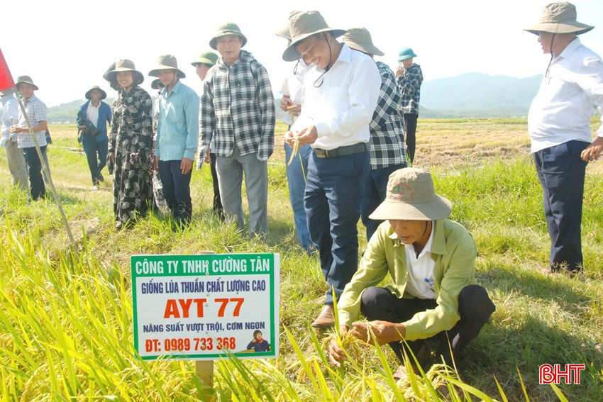 Giống lúa AYT 77 chống chịu tốt, tăng trưởng nhanh, năng suất cao