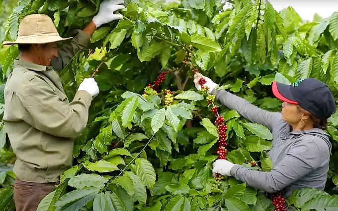 Làm cà phê bền vững tăng thu nhập, giảm phát thải