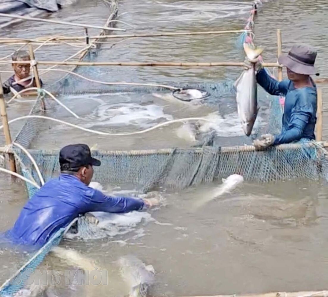 Loài cá đặc sản bơi sông lớn, nay nuôi thành công ở ao đất tại Bến Tre, bắt con to, bán 150.000 đồng/kg