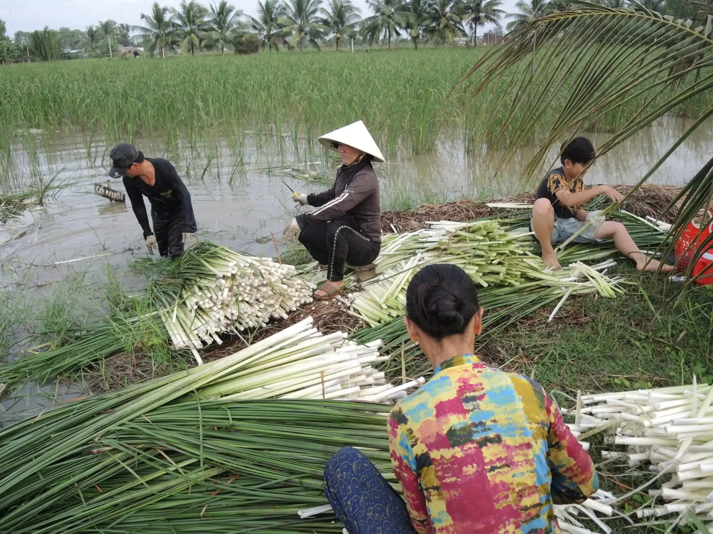 Loại cây dại xưa phạt đi chả xuể, nay ở Sóc Trăng dân nhổ đọt non làm rau đặc sản đãi bình dân, nhà giàu