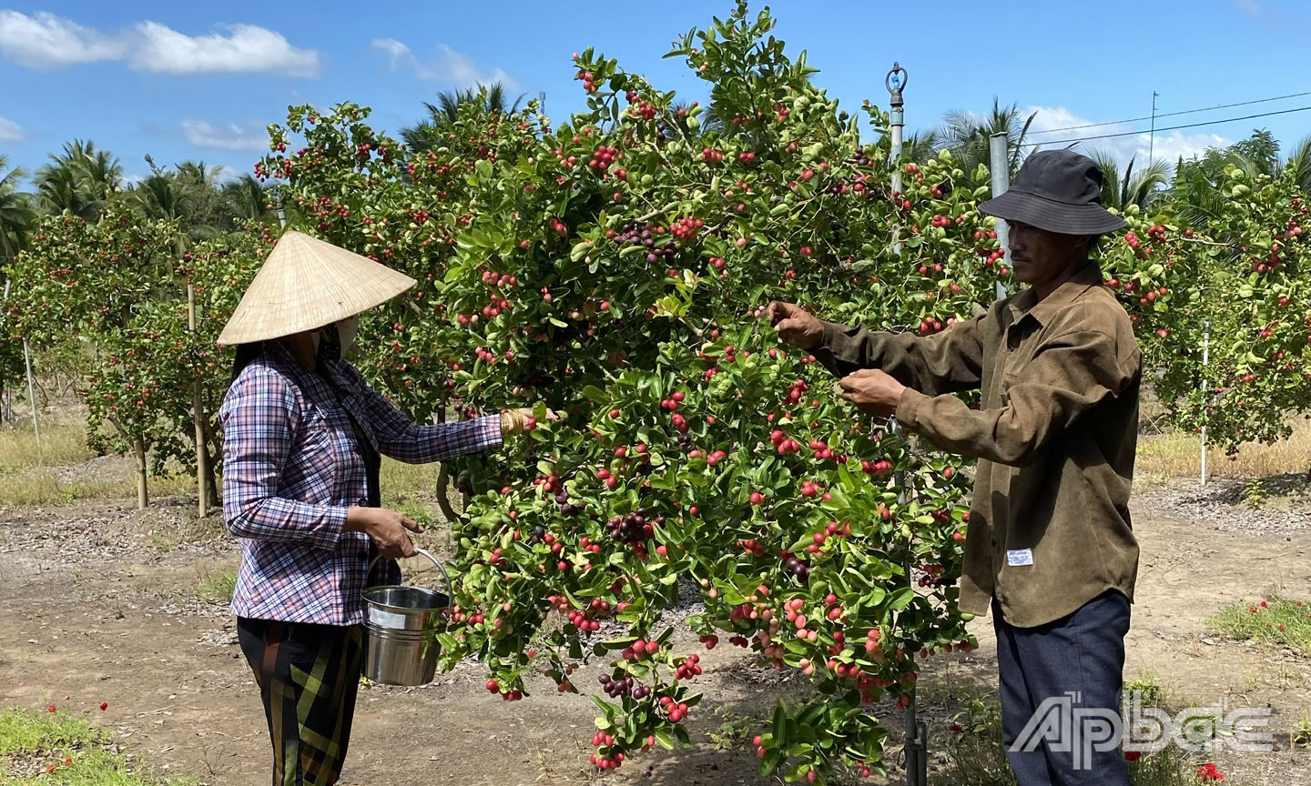 Loại cây trồng ở nơi này Tiền Giang thấp tè ra trái quá trời, ngỡ quả dại hóa ra lại là ngon đáo để