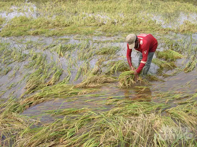 Mưa dông làm 9 nhà dân sập và 2.000ha lúa hè thu bị đổ ngã