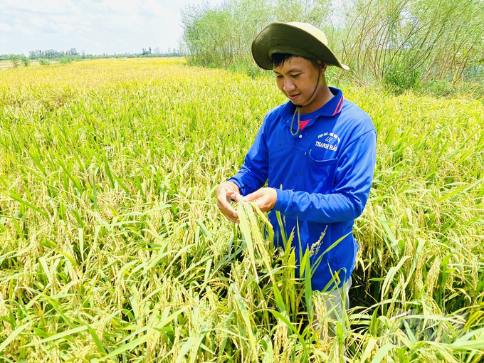 Nhìn lại thắng lợi vụ hè thu: Người trồng lúa miền Tây lãi hơn 30 triệu đồng/ha