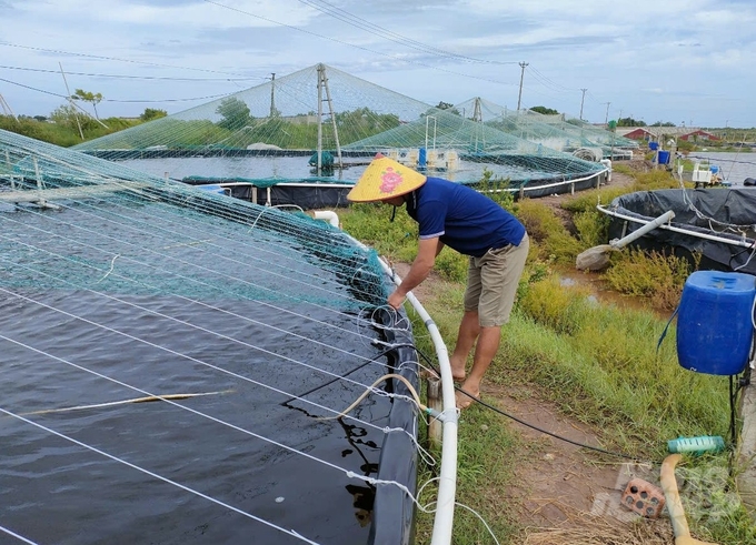 Ninh Bình có 544ha lúa mùa bị ngã đổ do bão