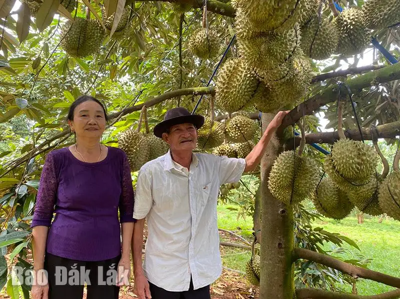 Ở một nơi của Đắk Lắk có một ông nông dân U70 vẫn thu bạc tỷ từ vườn sầu riêng, bơ, cà phê